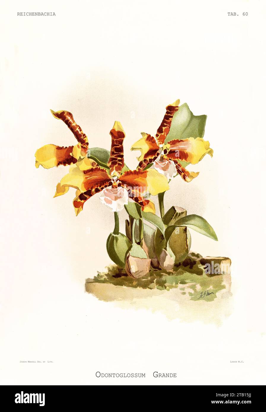 Alte Illustration der TigerOrchidee (Rossioglossum grande). Reichenbachia, von F. Sander. St. Albans, Großbritannien, 1888 - 1894 Stockfoto