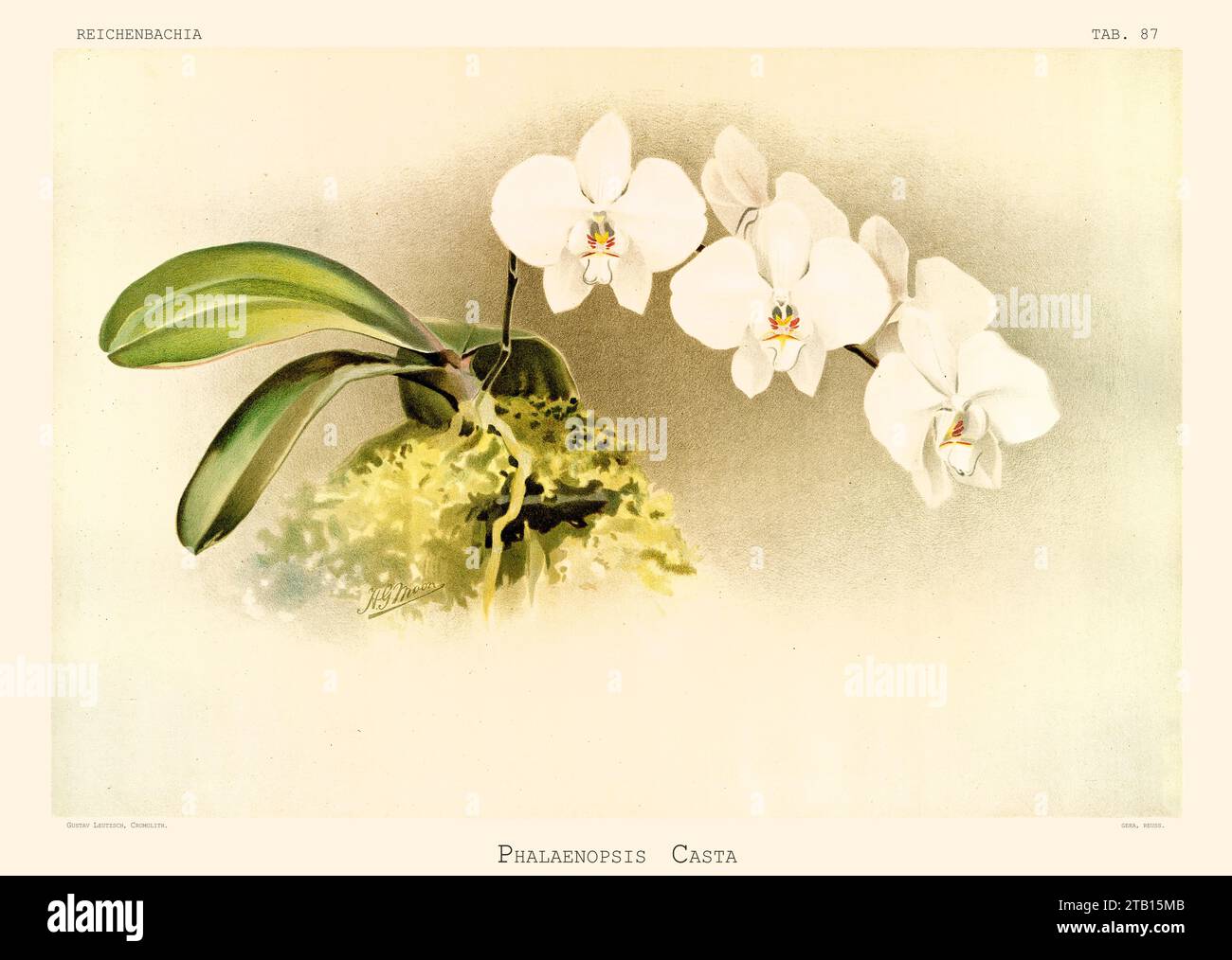 Alte Illustration der Phalaenopsis leucorrhoda. Reichenbachia, von F. Sander. St. Albans, Großbritannien, 1888 - 1894 Stockfoto