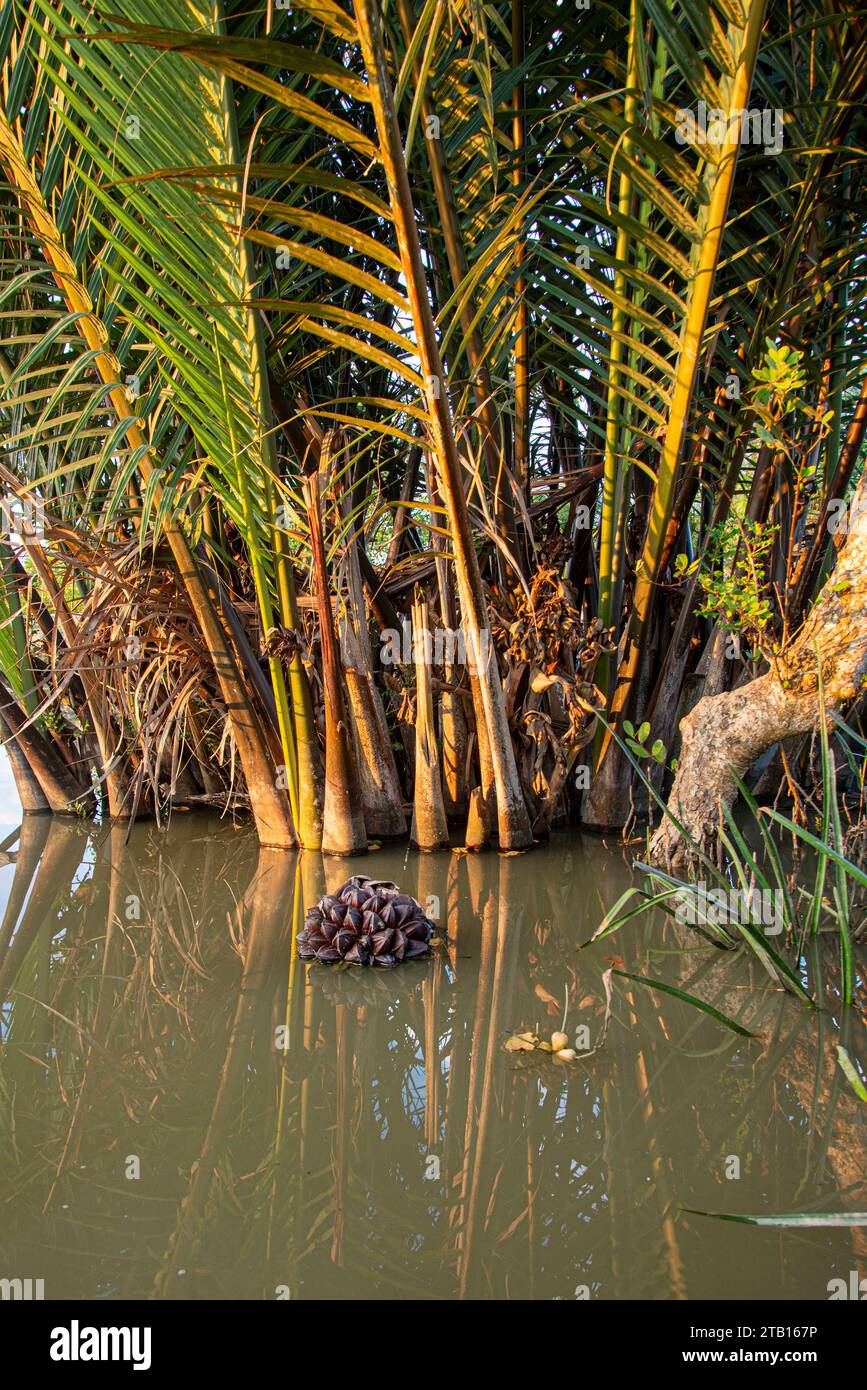 Nipa Palm oder Golpata Früchte in den Sundarbans, ein UNESCO-Weltkulturerbe und ein Naturschutzgebiet. Der größte Küstenmangrovenwald der Welt Stockfoto