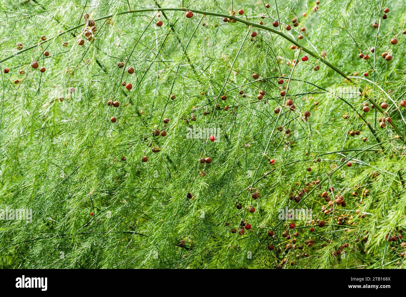 Die leuchtenden roten Spargelbeeren auf Zweigen Stockfoto