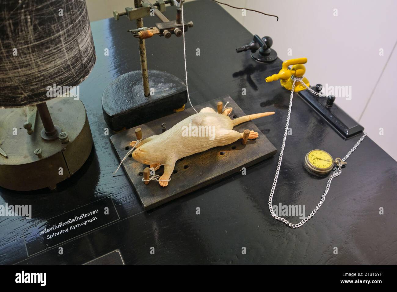 Eine Nachbildung einer wissenschaftlichen Erfahrung mit einer toten, weißen Maus. Teil der Ausstellung des Siriraj Piyamaharajkarun Krankenhauses im Siriraj Bimuksthan Museum Stockfoto