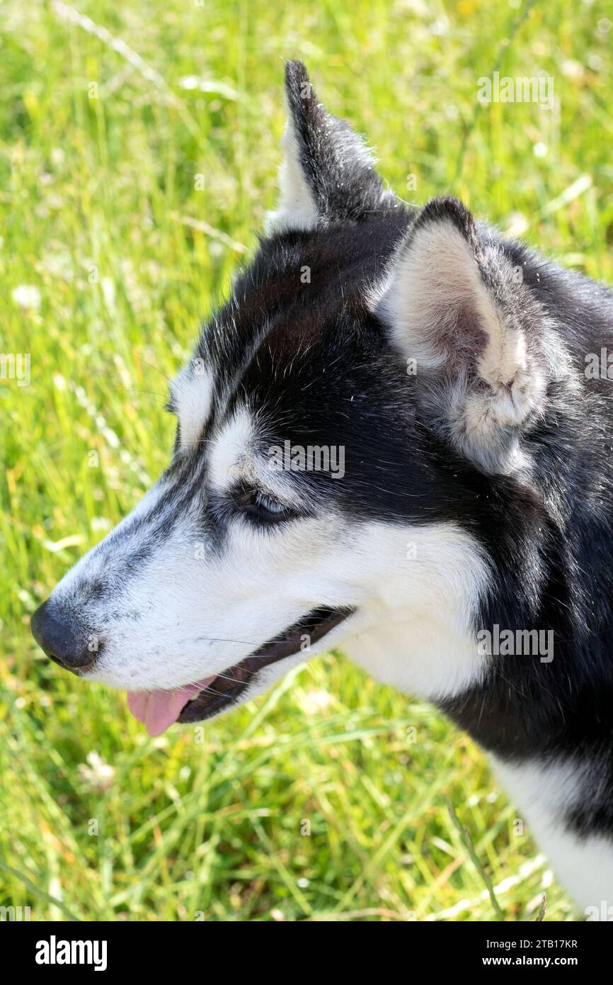 Fotografie, Rasse, Aussehen, sibirischer Husky, reinrassiger Hund, Nahaufnahme, Gras, Tier, Haustier, Hund, Ruhe, draußen, entspannt, beobachten, Haustiere, Kakteen Stockfoto