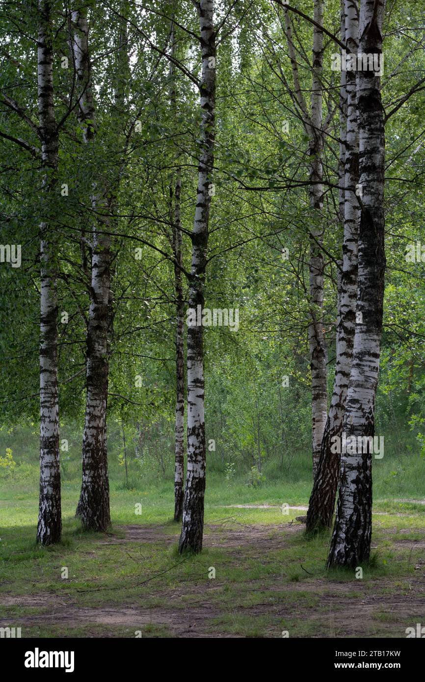 Fotografie, Birkenbaum, Laub, Blatt, Natur, Wald, Landschaft, Stamm, grün, Holz, landschaftlich, Frühling, Gruppe, keine Leute, Russland Stockfoto