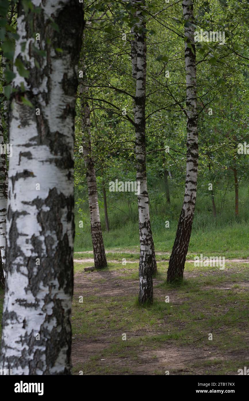 Fotografie, Szenarien - Natur, Baum, Laub, Blatt, Natur, Wald, Birke, Landschaft, Stamm, grün, Pflanze, landschaftlich, keine Menschen, Russland Stockfoto