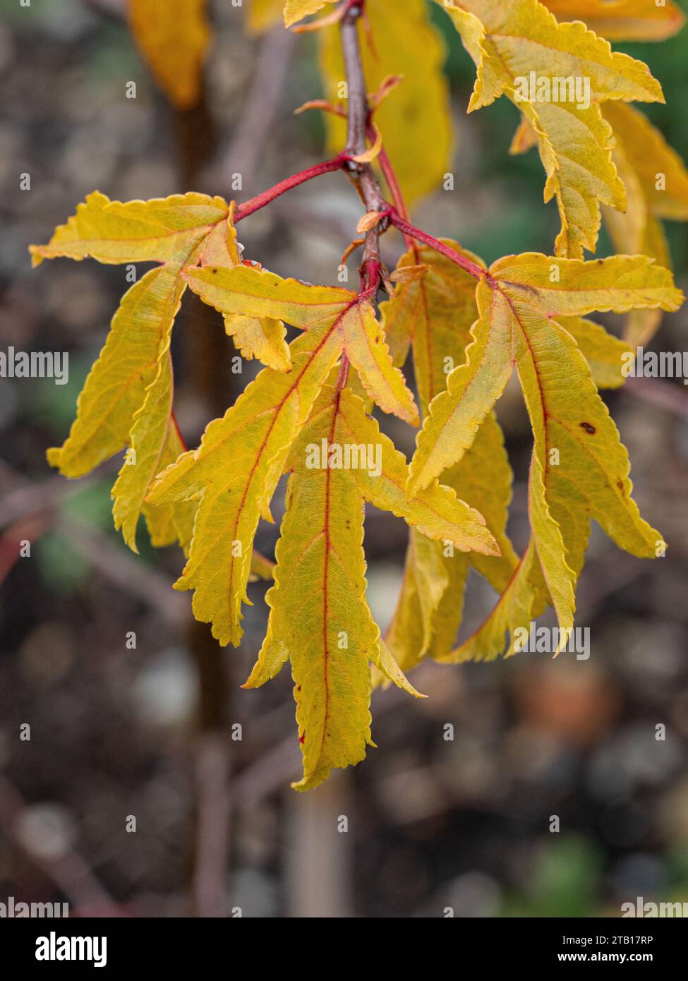Die goldgelben Herbstblätter des Crabapple Malus transitoria Stockfoto