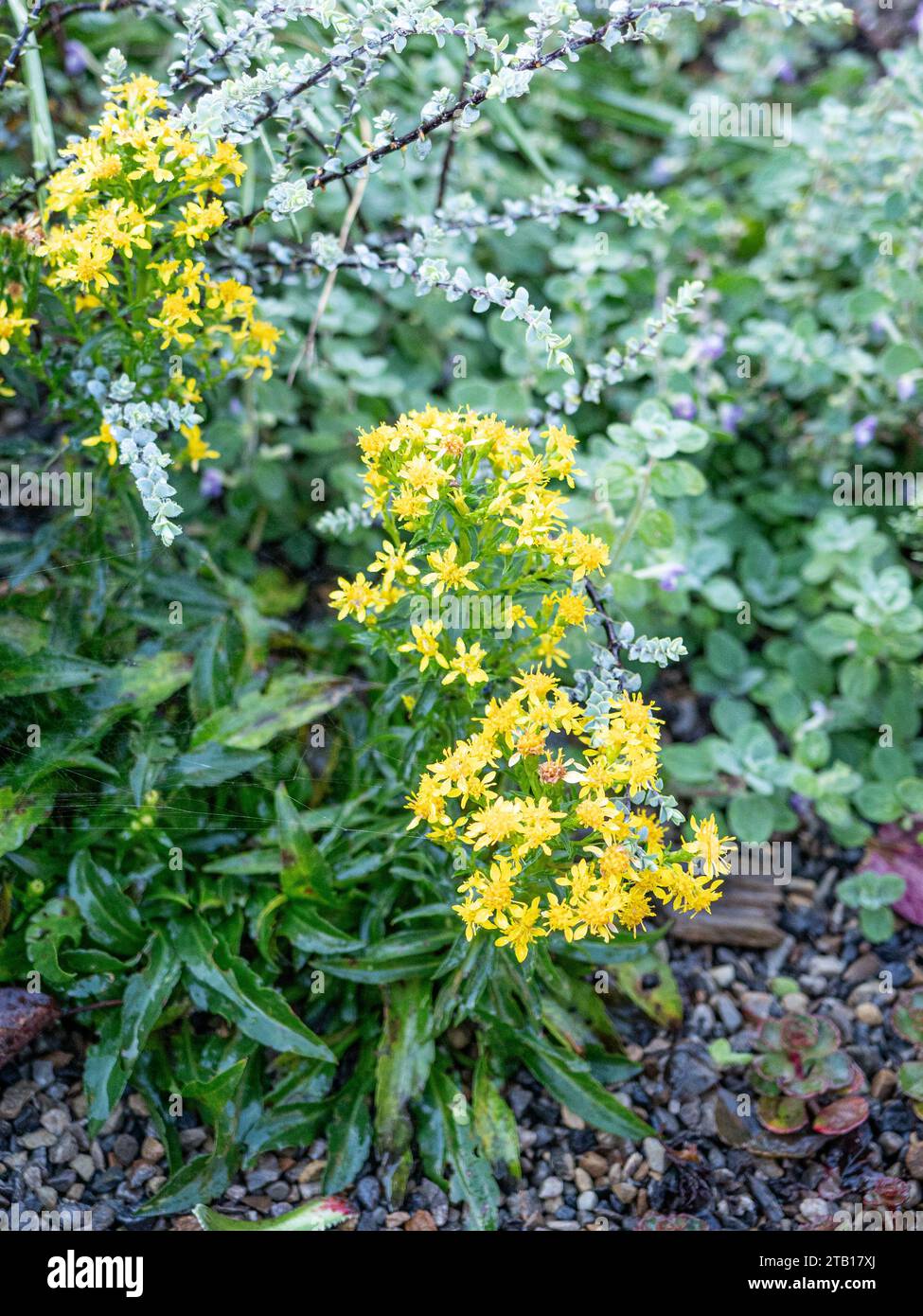 Hellgelbe Köpfe kleiner Sternenblumen auf dem alpinen Solidago multiradiata Stockfoto