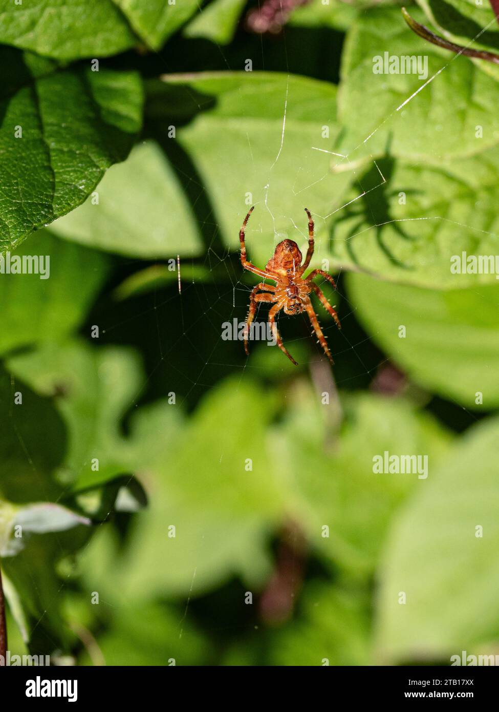 Eine Gartenspinne, die in der Mitte ihres Netzes auf Beute wartet Stockfoto