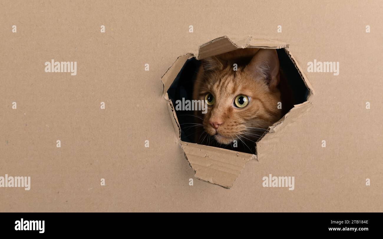 Lustige rote Katze, die aus einem Loch in einem Karton neugierig aussieht. Panoramabild mit Kopierraum. Stockfoto