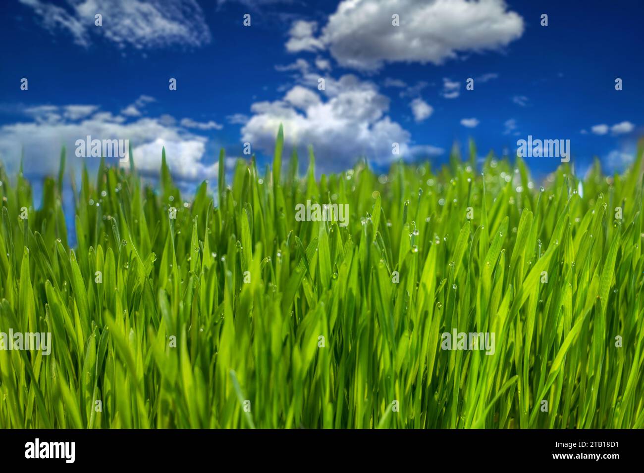 Makro aus echtem grünem Rasen, blauem Himmel mit Wolken im Hintergrund Stockfoto