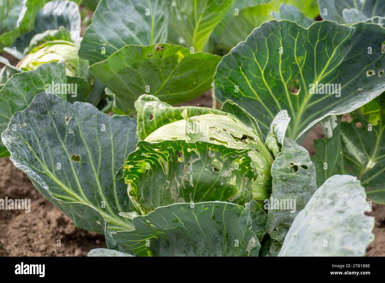 Weißkohl wurde durch Raupen und Schnecken im Garten beschädigt, mit Löchern an den Blättern. Stockfoto