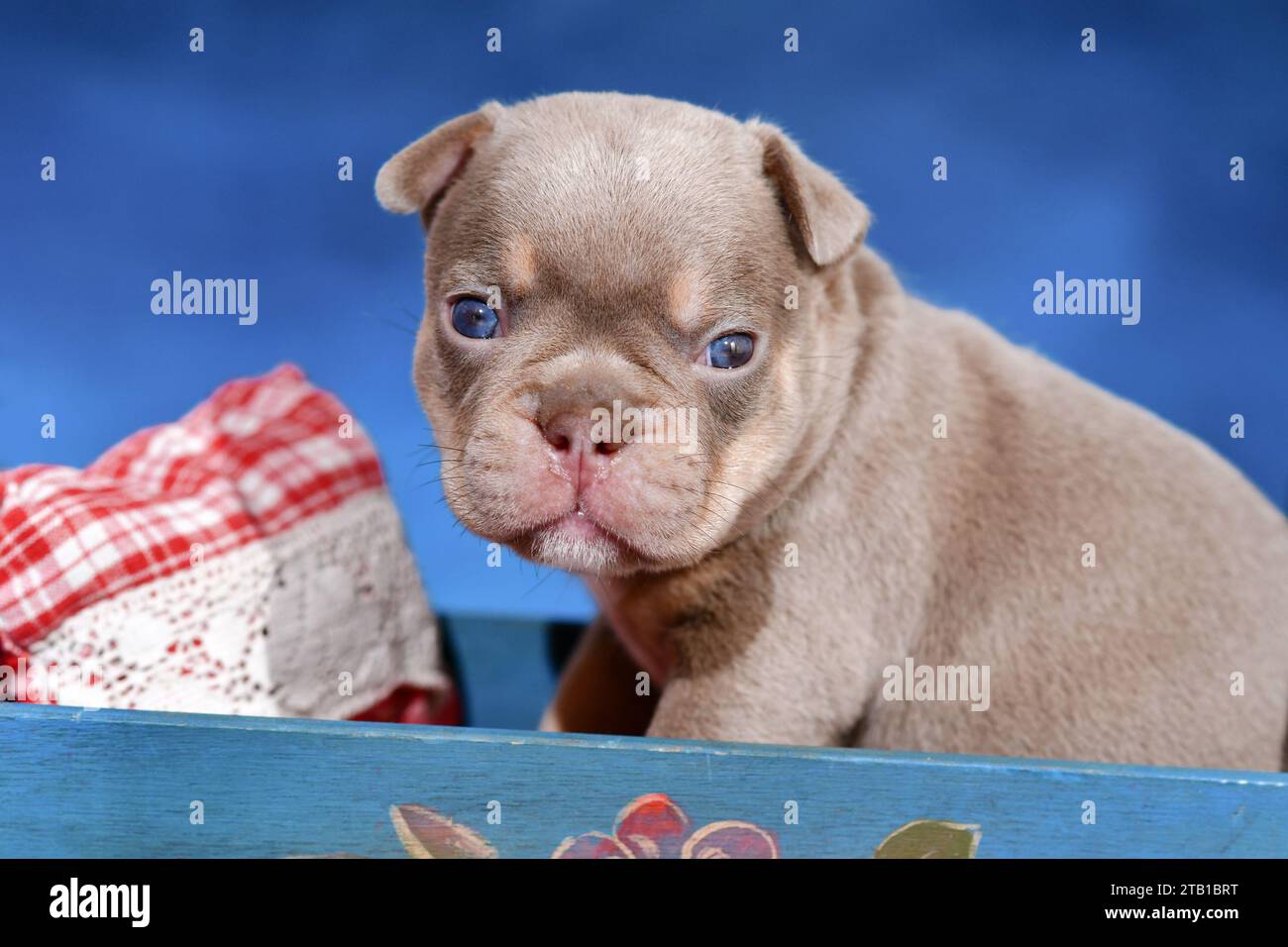 Französischer Bulldog-Hund im Bett vor blauem Hintergrund Stockfoto