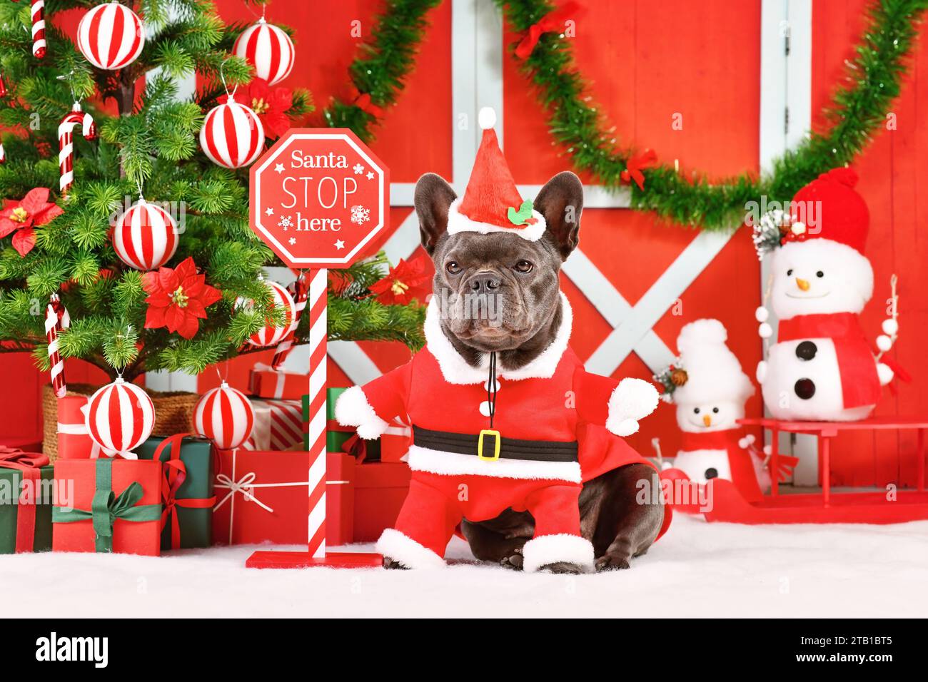 Französische Bulldogge trägt ein Hundesostüm des Weihnachtsmanns neben saisonalen Dekorationen mit Weihnachtsbaum Stockfoto