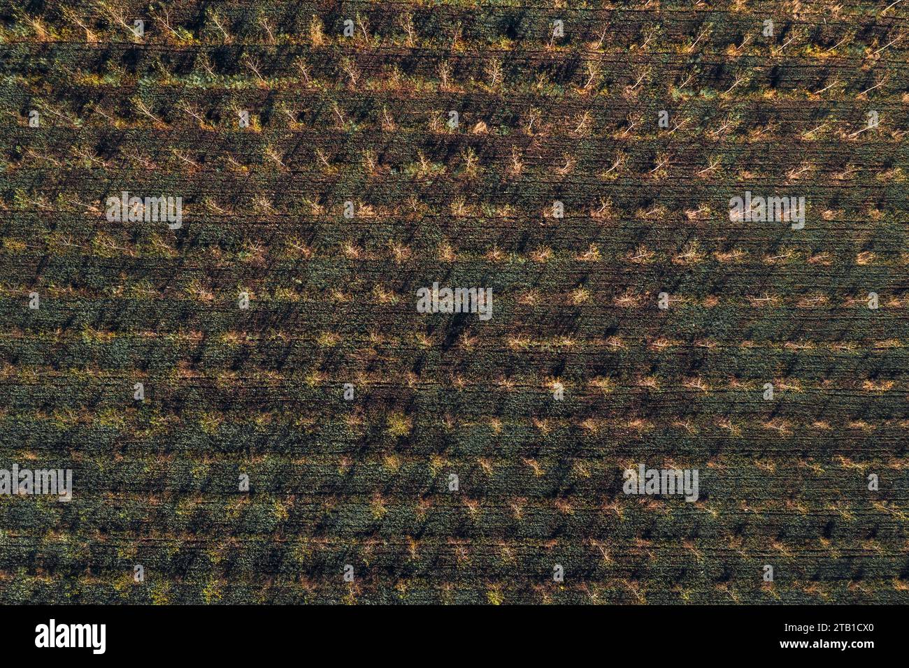 Cottonwood Baumschule Plantage von Drohne pov, Luftaufnahme von jungen kleinen Baumstäbchen, Blick von oben Stockfoto