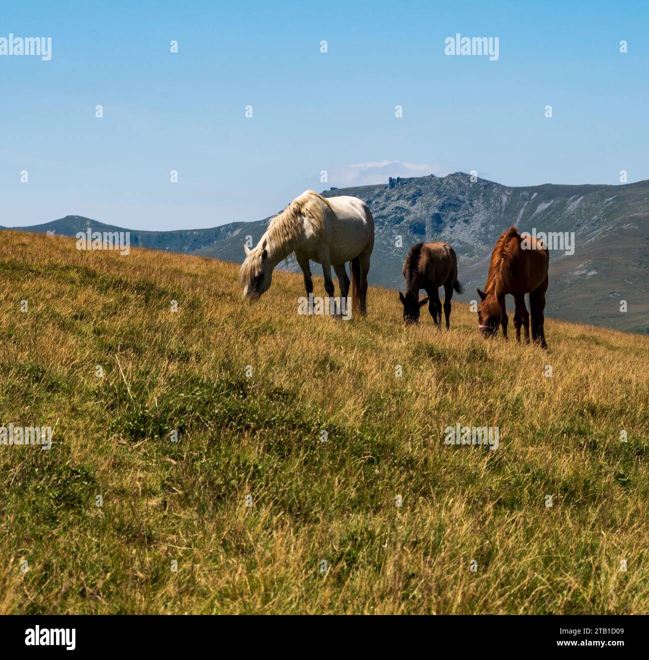 Wilde Pferde auf der Wiese in Karpaten in Rumänien - Landschaft am Gipfel des Osela-Hügels im Valcan-Gebirge Stockfoto