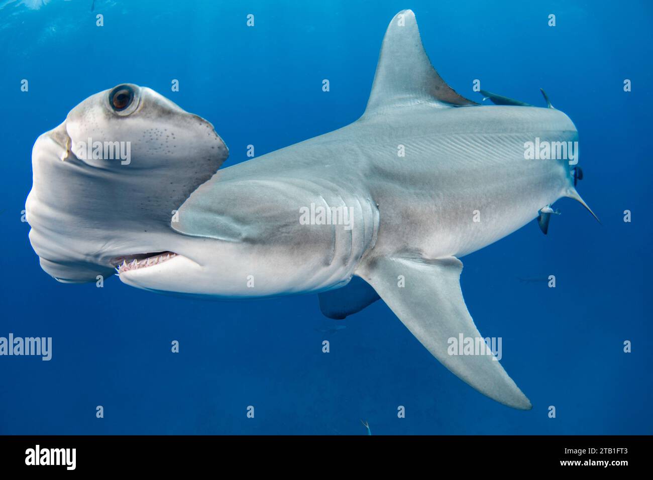 Shy Hammerhead Hai FLORIDA SPANNENDE Bilder zeigen Hammerhaie, die von einem erfahrenen Taucher vor der Ostküste Floridas von Hand gefüttert werden. Professionell Stockfoto