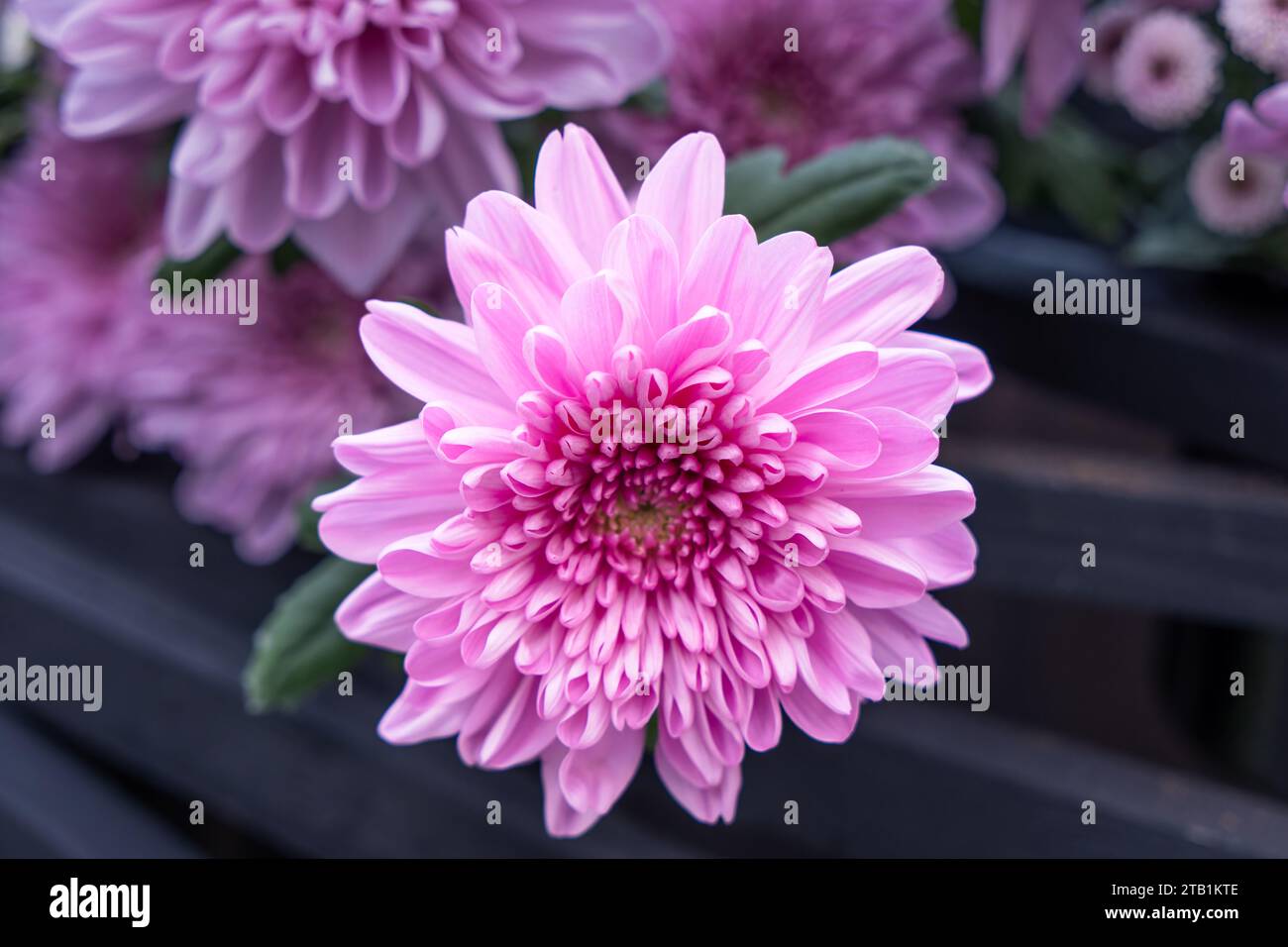 Rosa (Magenta) und weiß blühende Chrysanthemen. Nahaufnahme von schönen Blumen. Taipei Chrysantheme Ausstellung. Stockfoto