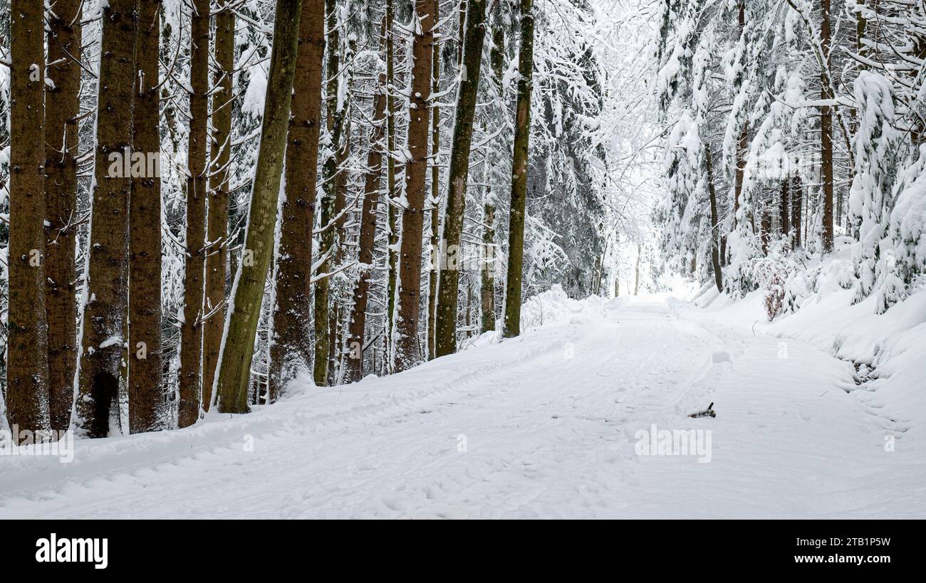 Im Winter während der Ferien mit den Bäumen voller Schnee und Nebel, der einen wunderbaren Kontrast zur Landschaft der Berge gibt Stockfoto