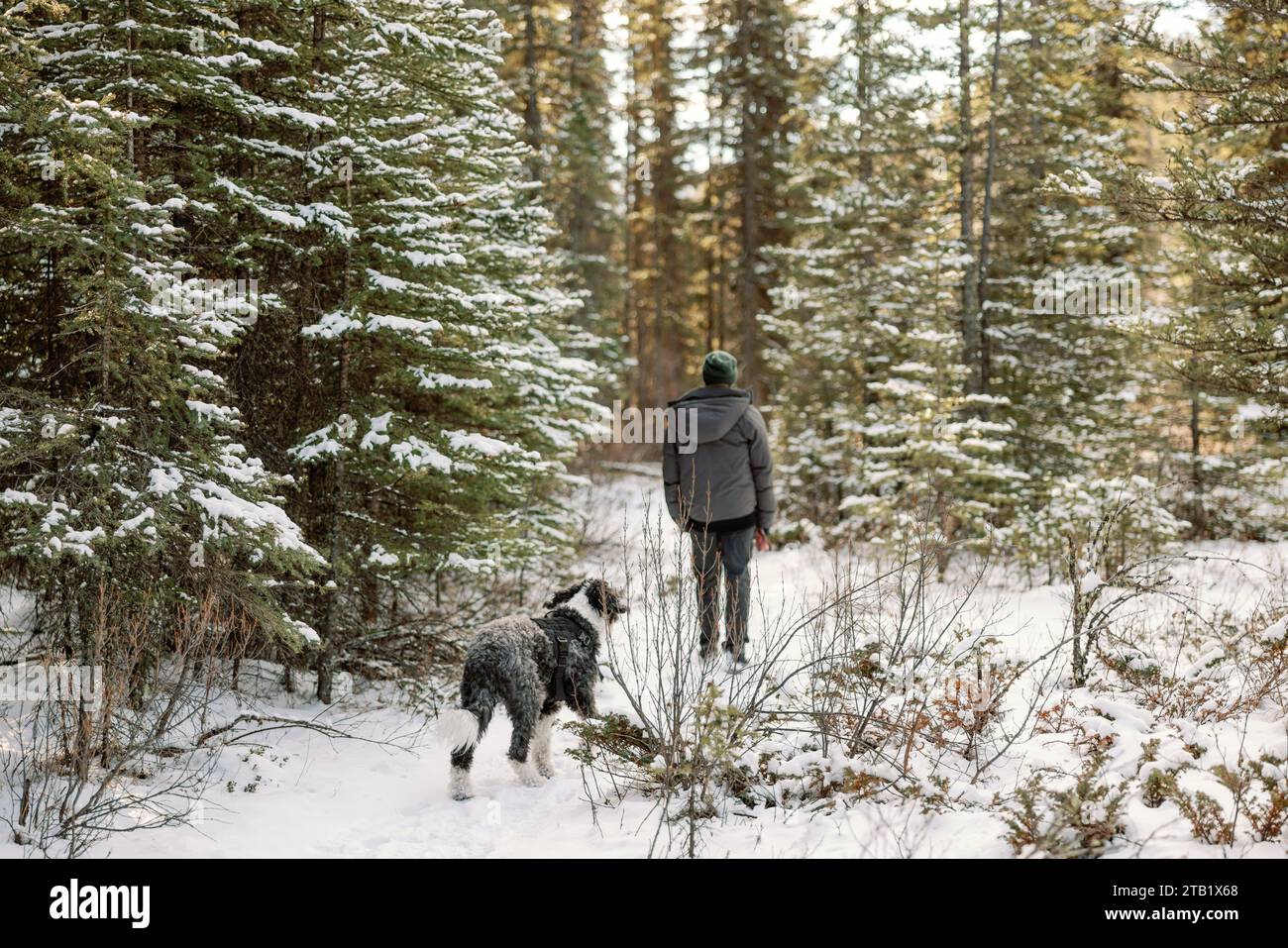 Der Hund folgt dem Mann auf einem friedlichen Winterspaziergang im verschneiten Kiefernwald Stockfoto