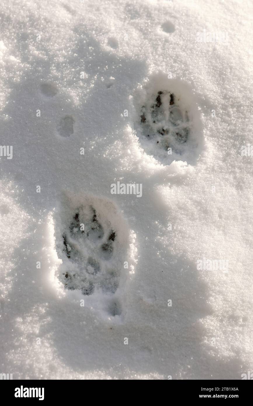 Blick auf die Hundeschlittenabdrücke im Schnee am sonnigen Wintertag Stockfoto