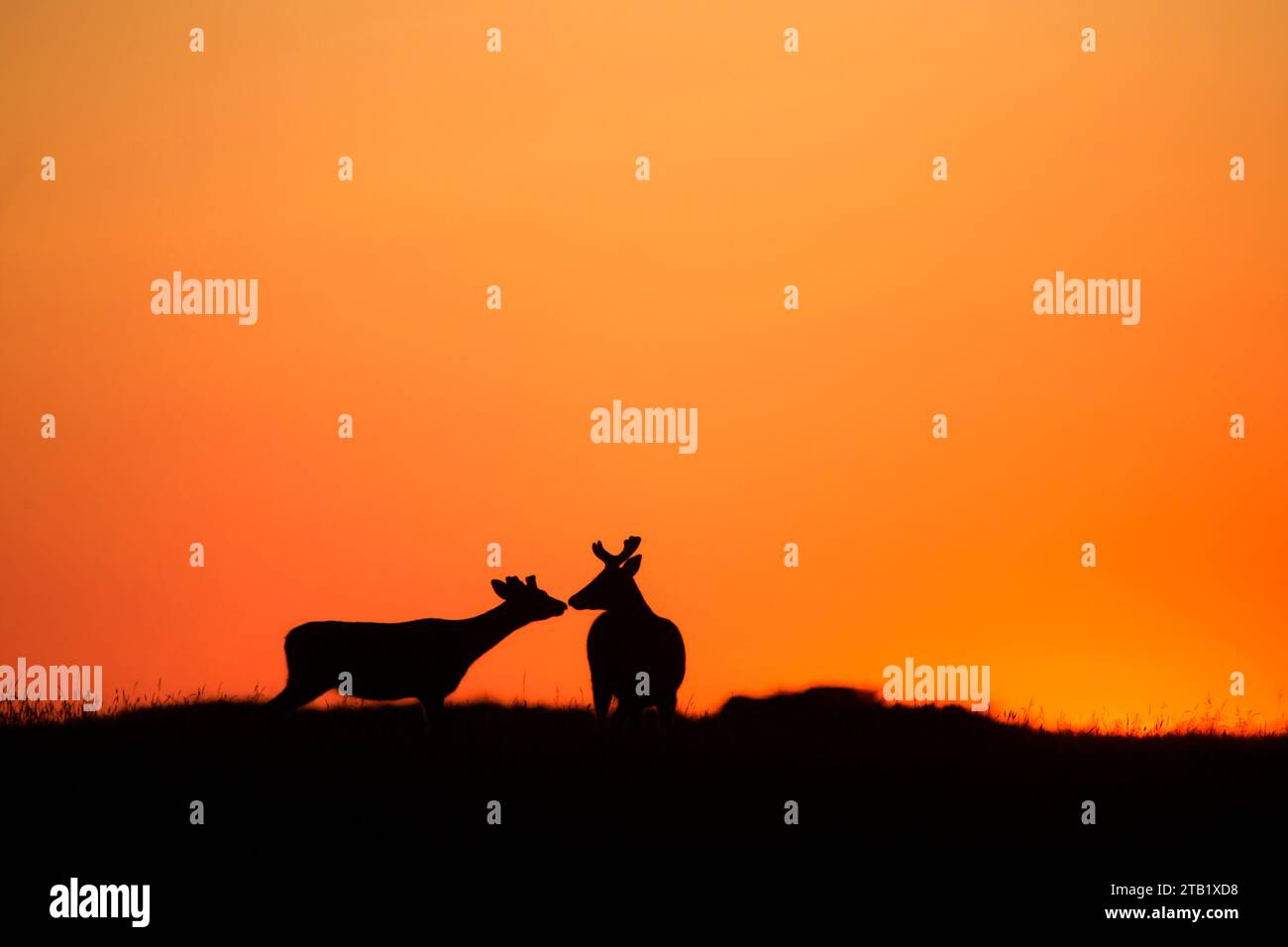 Zwei männliche sika-Hirsche bei Sonnenuntergang Stockfoto