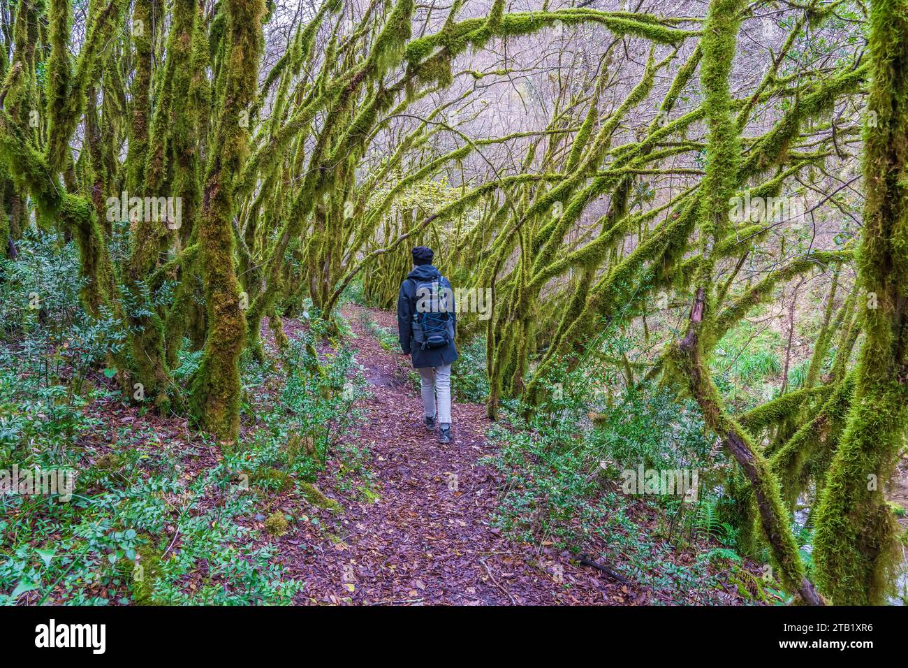 Der Wald der moosigen Bäume (Farfa, Italien) Stockfoto