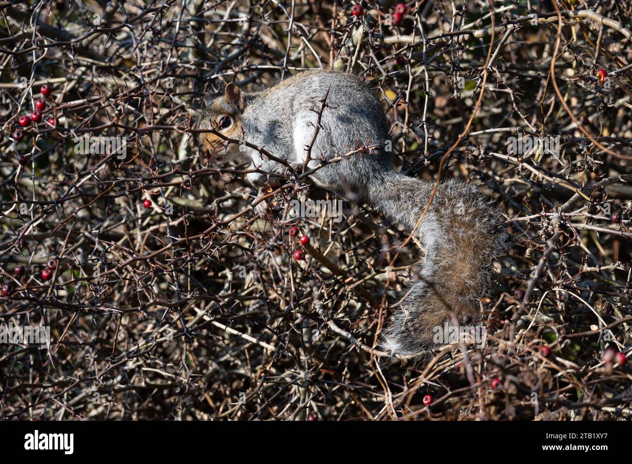 Ein graues Eichhörnchen, das sich an einem Weißdornbaum ernährt, Warwickshire, Großbritannien Stockfoto