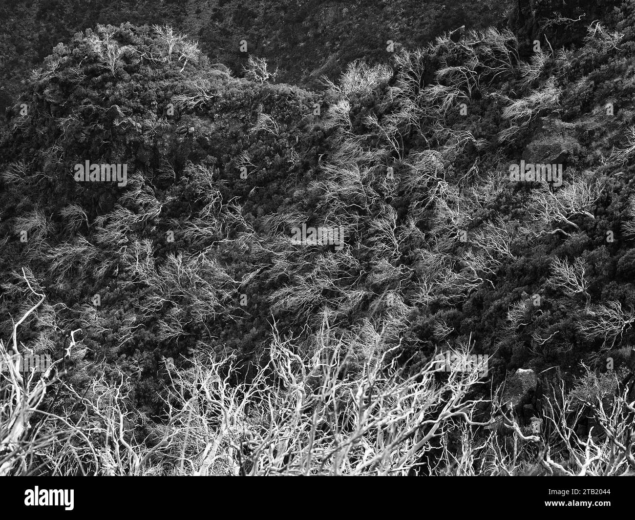 Bäume, die bei einem Waldbrand auf Pico Ruivo auf Madeira getötet wurden Stockfoto