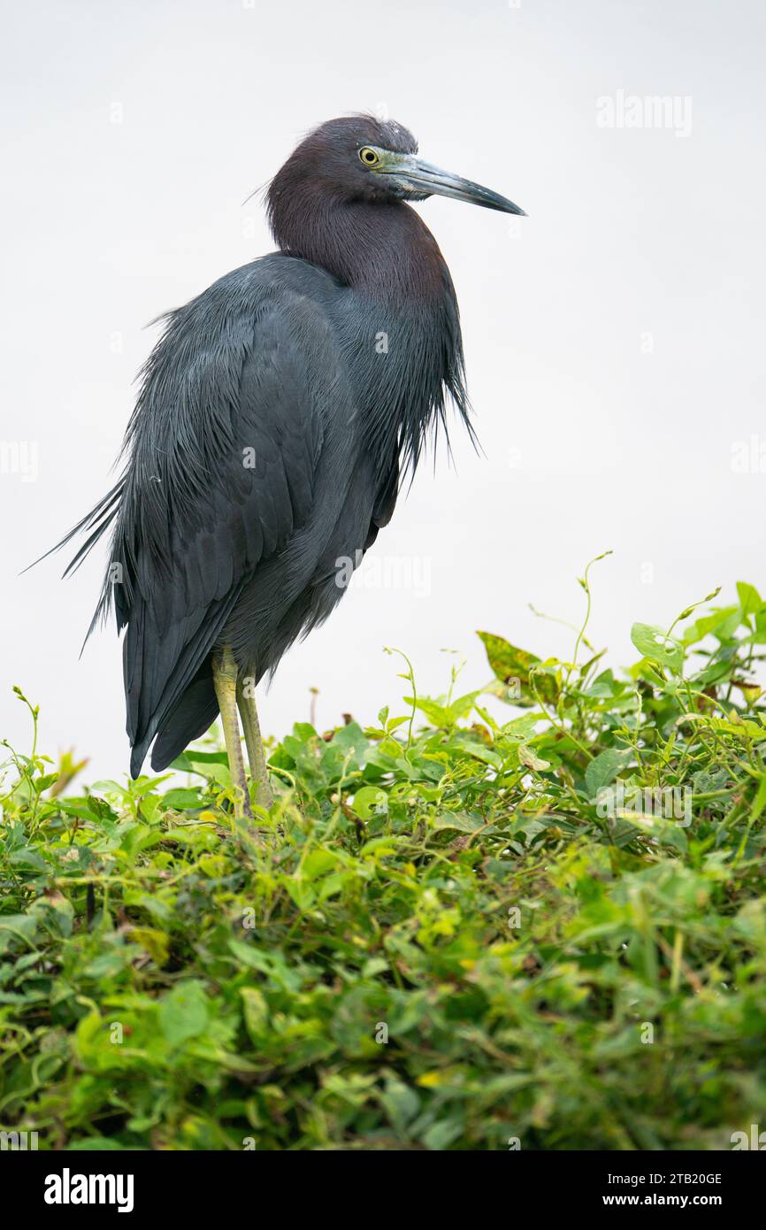 Ein kleiner Blaureiher hockte auf Stockfoto