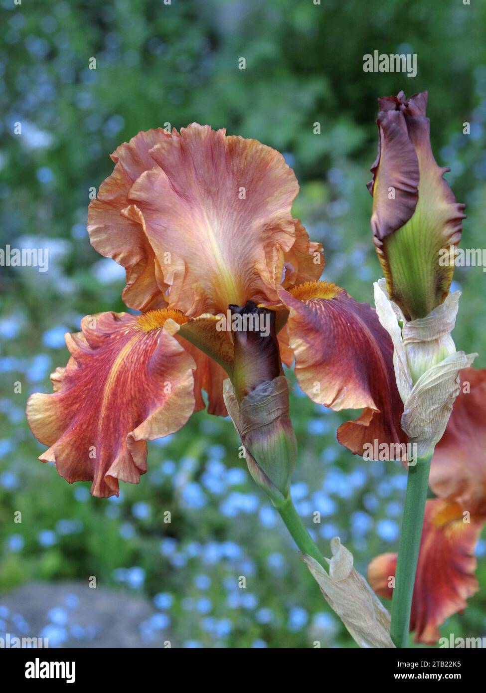 Iris germanica Bearded Iris Cultivar Karneval Time Plant in Flower Stockfoto