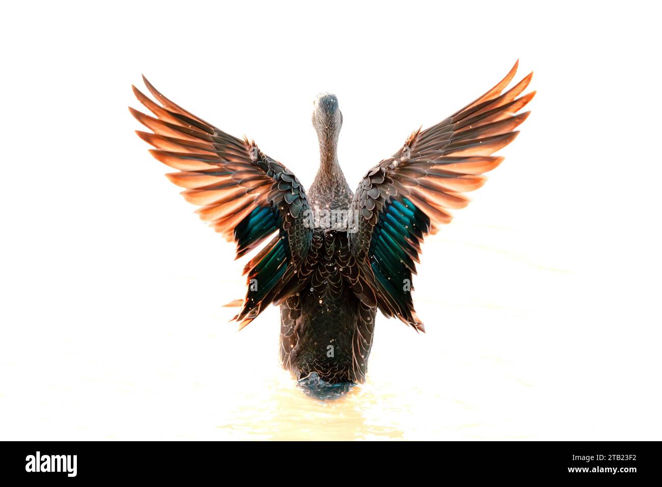 Ente mit ausgestreckten Flügeln Stockfoto