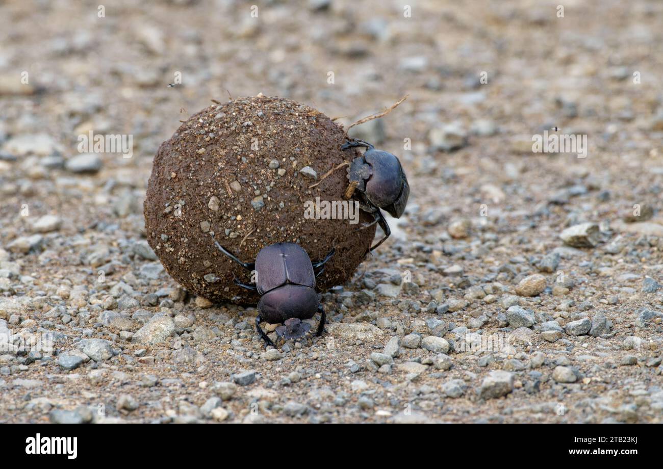 Ein Dung Käfer rollt seinen Ball, damit sein Weibchen Eier legt Stockfoto