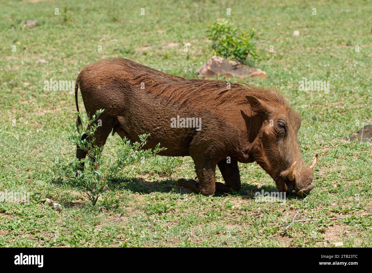 Ein Warzenschwein geht auf die Knie, um in Südafrika zu essen Stockfoto