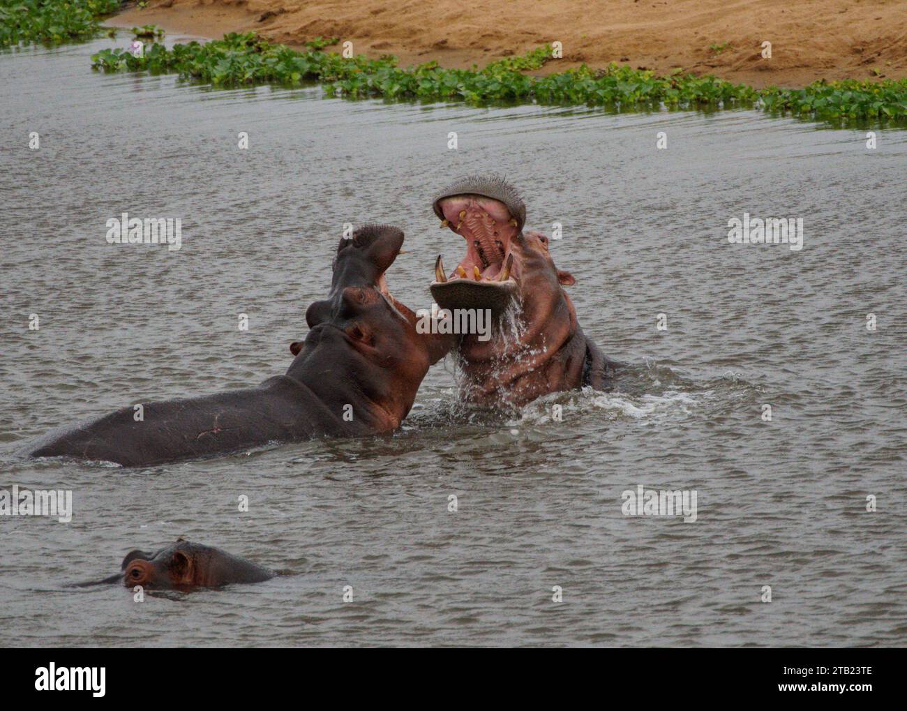 Flusspferde kämpfen um ein Gebiet in einem Reservoir in Südafrika Stockfoto