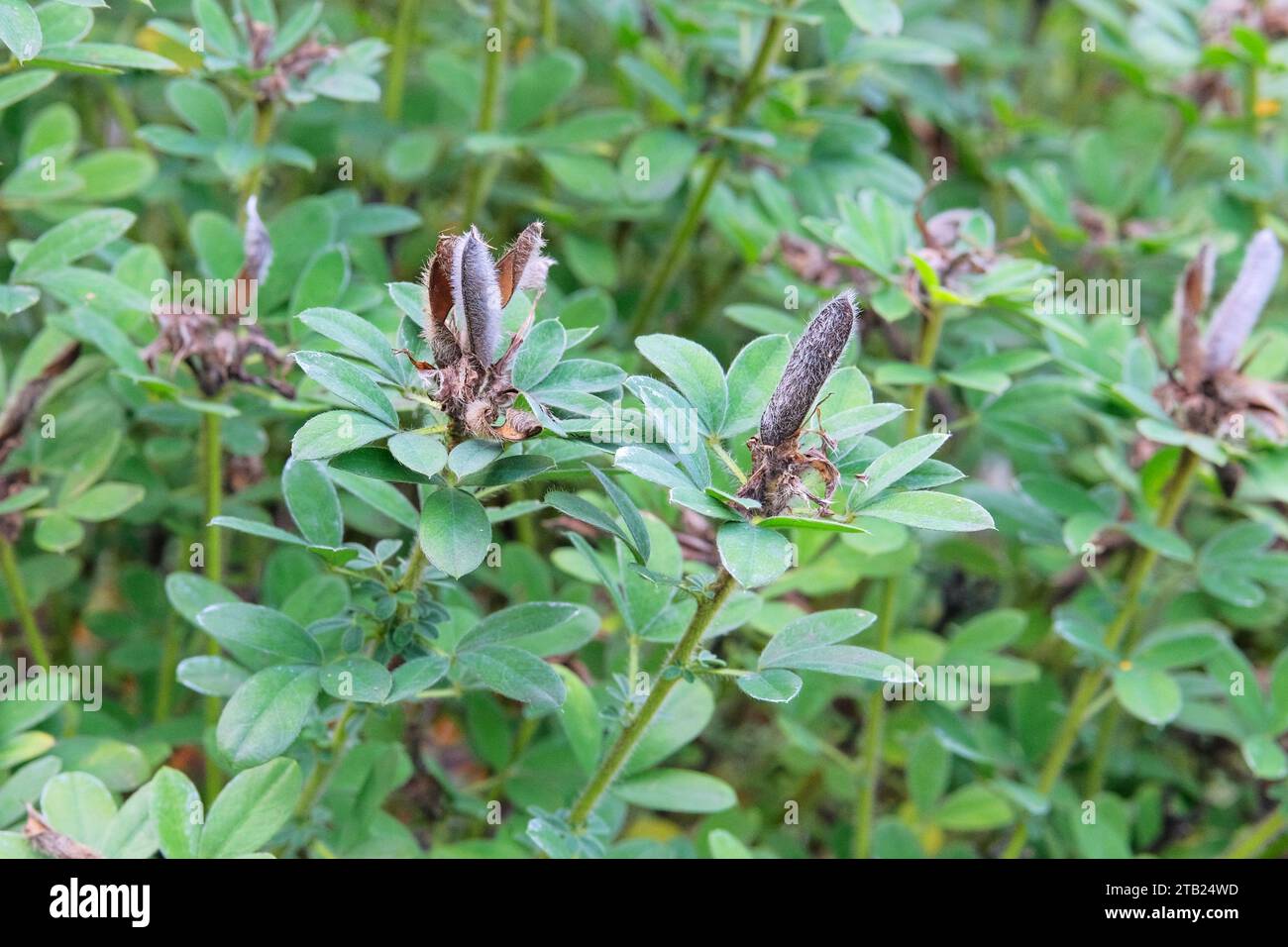 Falsche Indigo-Samenkapseln. Baptisia-Pflanzenkapseln. Es entwickeln sich geschwollene, längliche Samenschoten mit einer scharfen Spitze am Scheitelpunkt. Nierenförmige Samen. Stockfoto