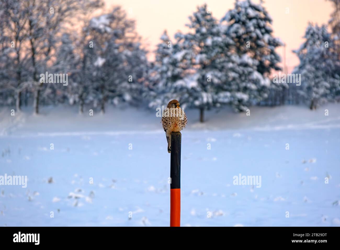 Kestrel, Falco-Tinnunkel, auf einem Schneepolm vor verschneiten Winterkulissen auf der Schwäbischen Alb, Munsingen, Baden-Württemberg, Deutschland. Stockfoto