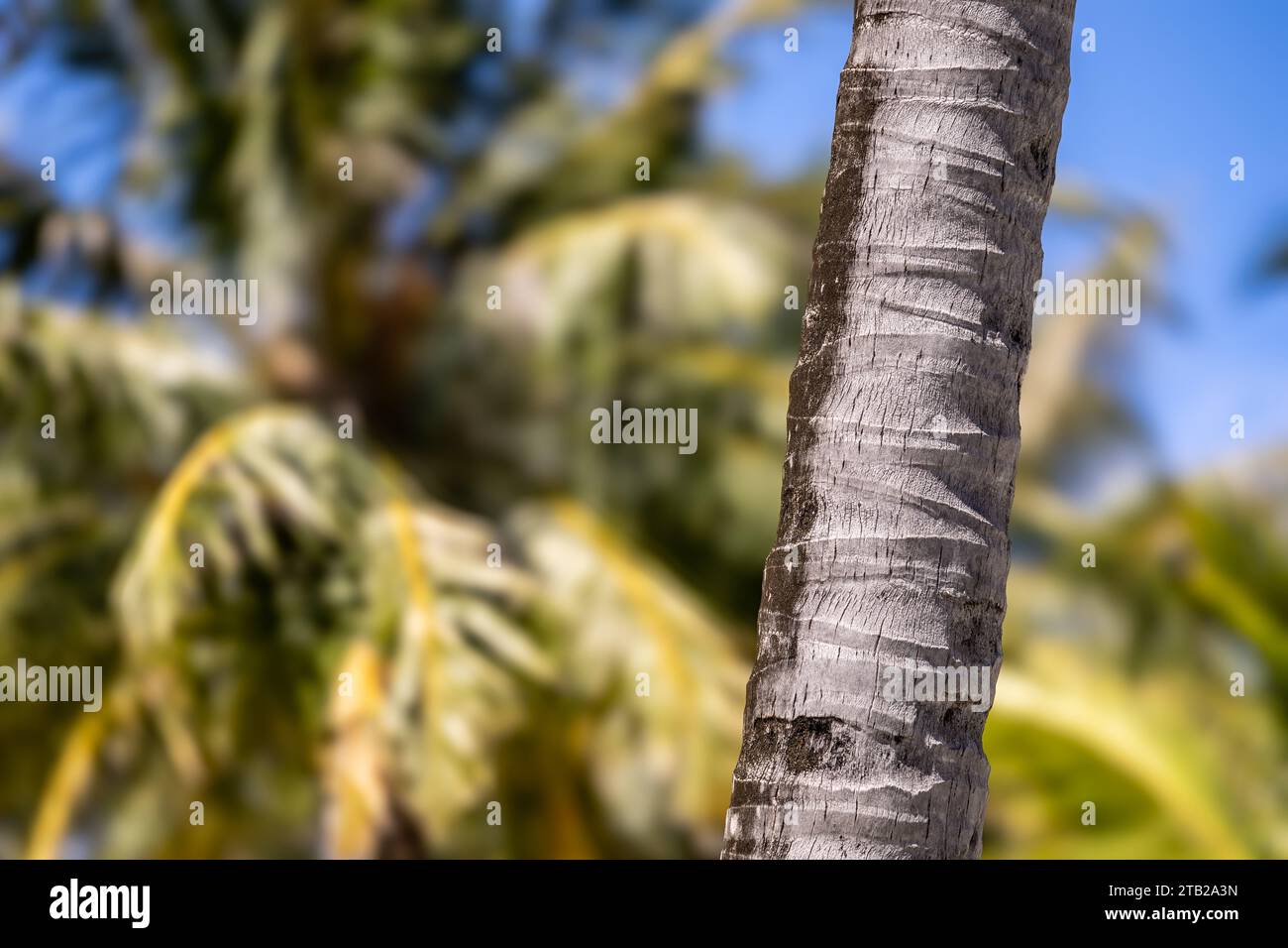 Tropische Palmenzweige zeigen die Malediven Stockfoto