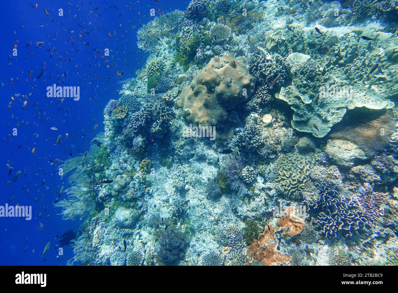 Indonesien Alor Island - Ternate - Marine Life Korallenriff mit tropischen Fischen Stockfoto