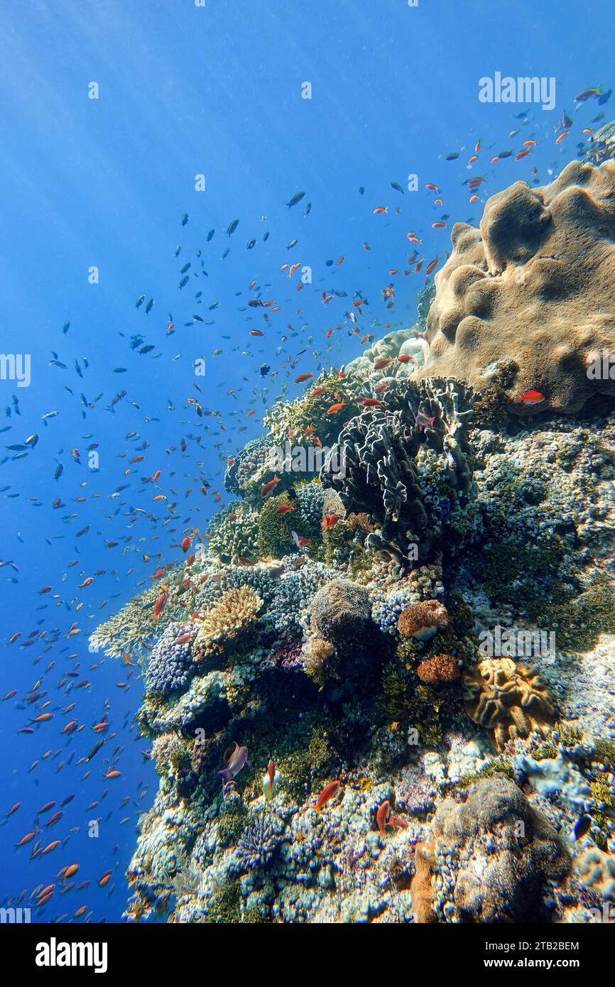 Indonesien Alor Island - Ternate - Marine Life Korallenriff mit tropischen Fischen Stockfoto