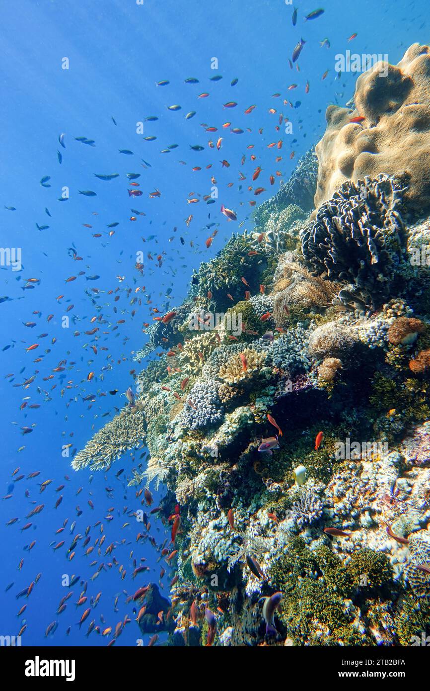 Indonesien Alor Island - Meeresleben Korallenriff mit tropischen Fischen Stockfoto