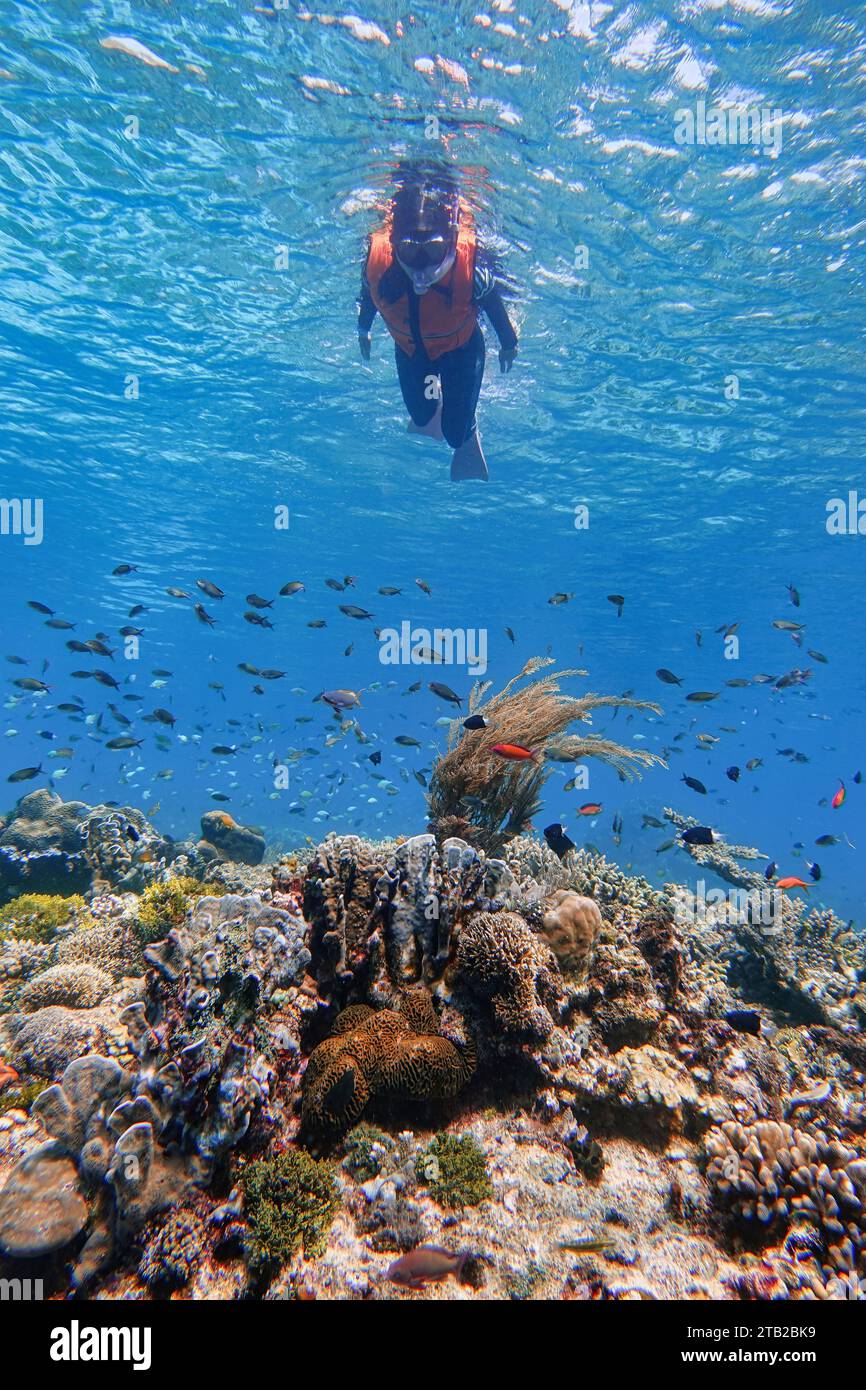 Indonesia Alor Island - Meeresleben Frau schnorcheln in Korallenriff Stockfoto