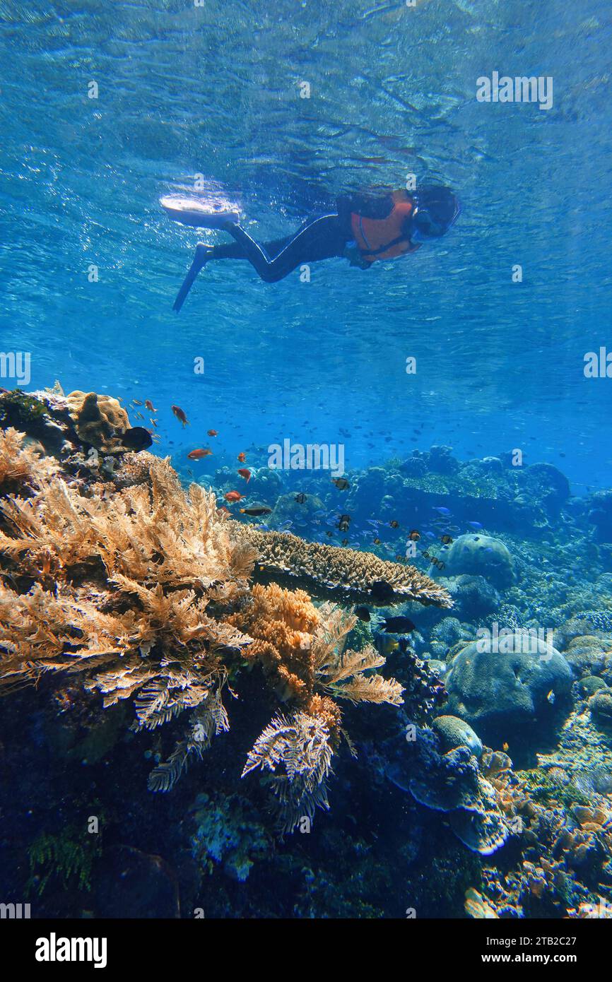 Indonesia Alor Island - Meeresleben Frau schnorcheln in Korallenriff Stockfoto