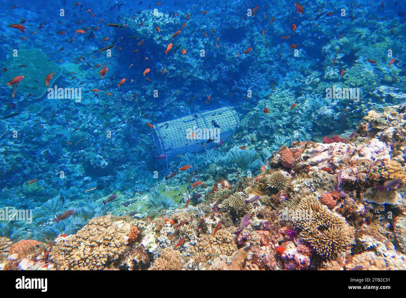 Indonesien Alor Island - Marine Life Korallenriff mit tropischen Fischen - Fischfalle Stockfoto