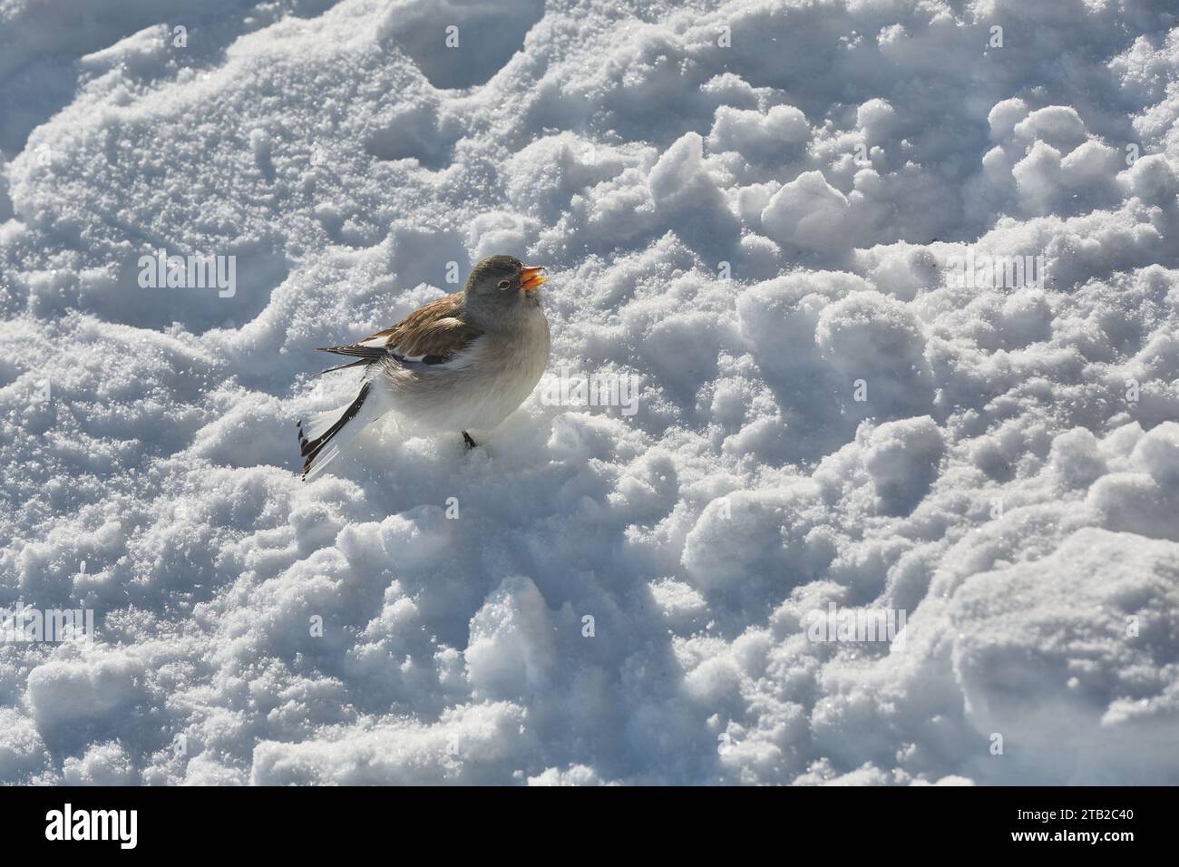 Vogel, der im Winter nach Nahrung sucht, weißgeflügelter Schneeschinke Stockfoto