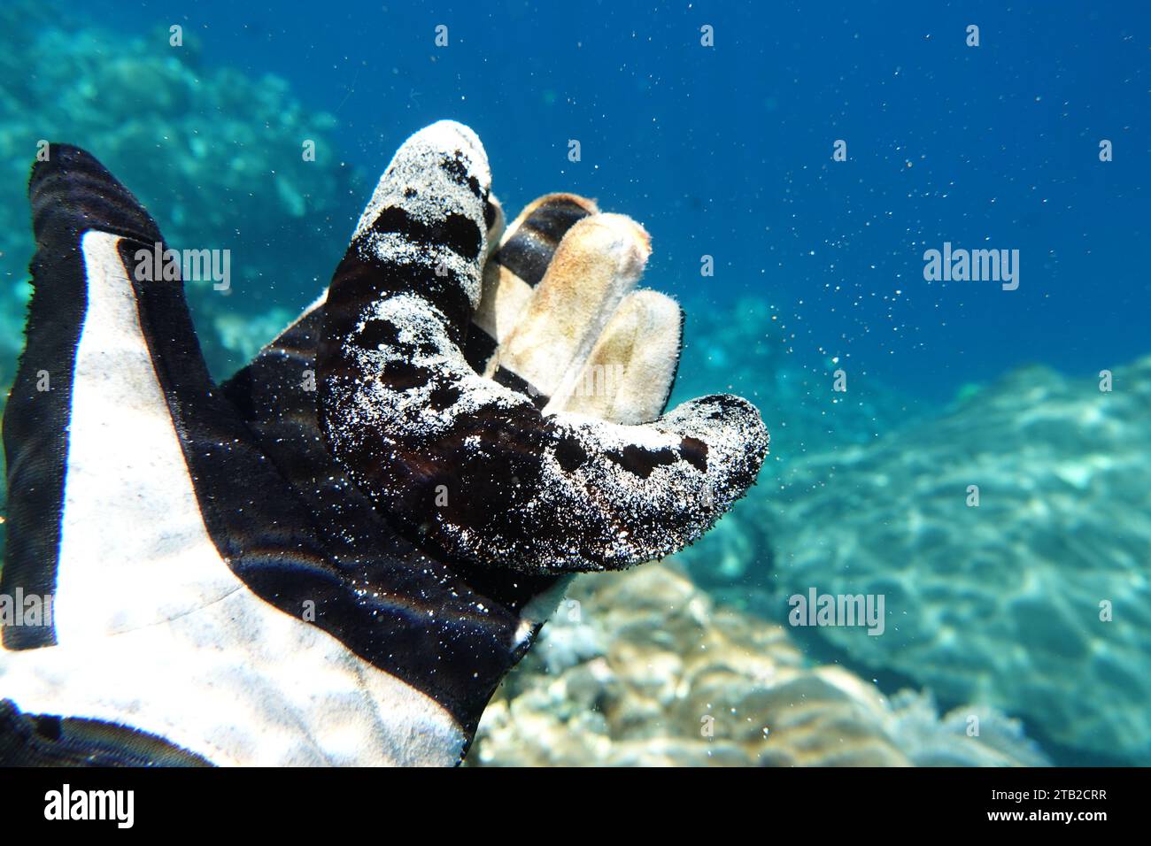 Indonesien Alor Island – männliche Hand mit Seegurke Stockfoto