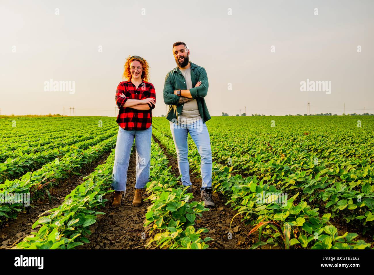 Landwirtschaftliche Familienberufe. Mann und Frau bauen Sojabohnen an. Sie sind mit dem guten Fortschritt der Pflanzen zufrieden. Stockfoto