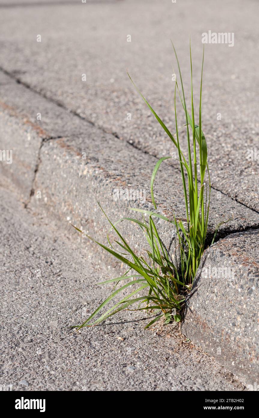 Das Gras wächst zwischen Beton und Teer. Die Natur eroberte ihren Platz, Deutschland Stockfoto
