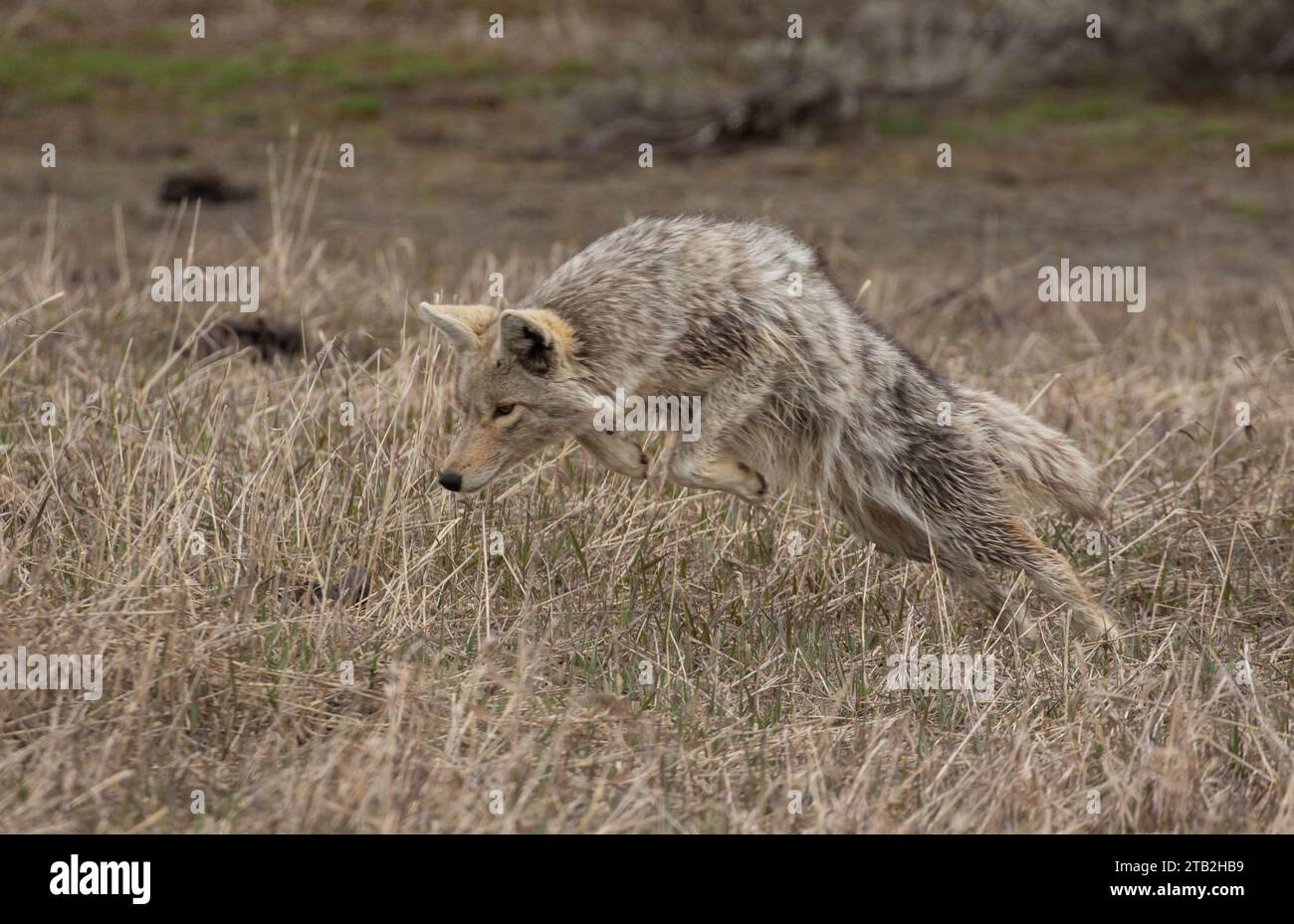 Kojote, der zum Essen ins Gras springt Stockfoto