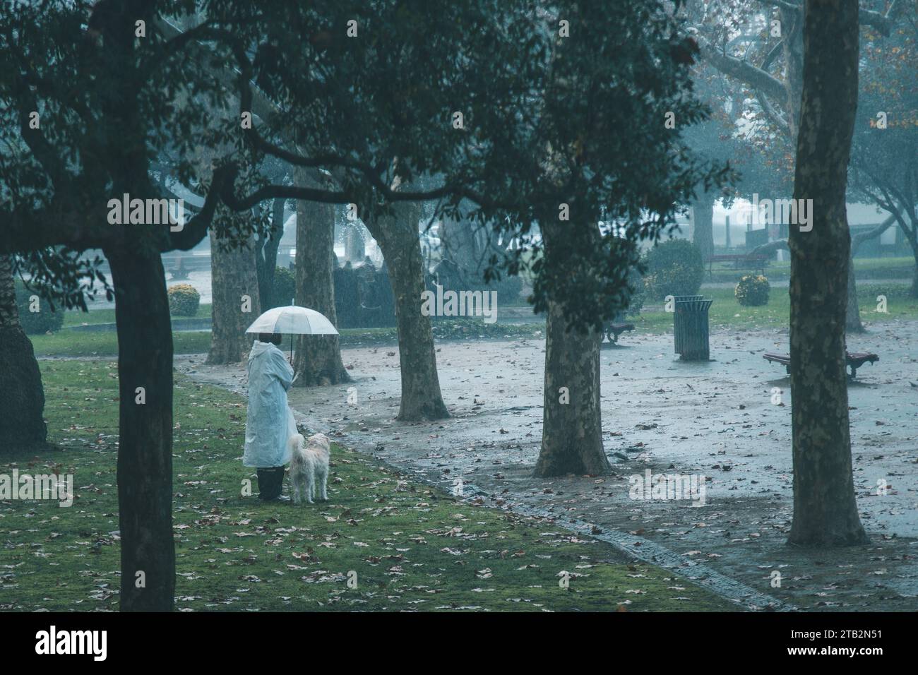Eine Dame mit einem Hund, der im Park die Rode hinunterläuft Stockfoto
