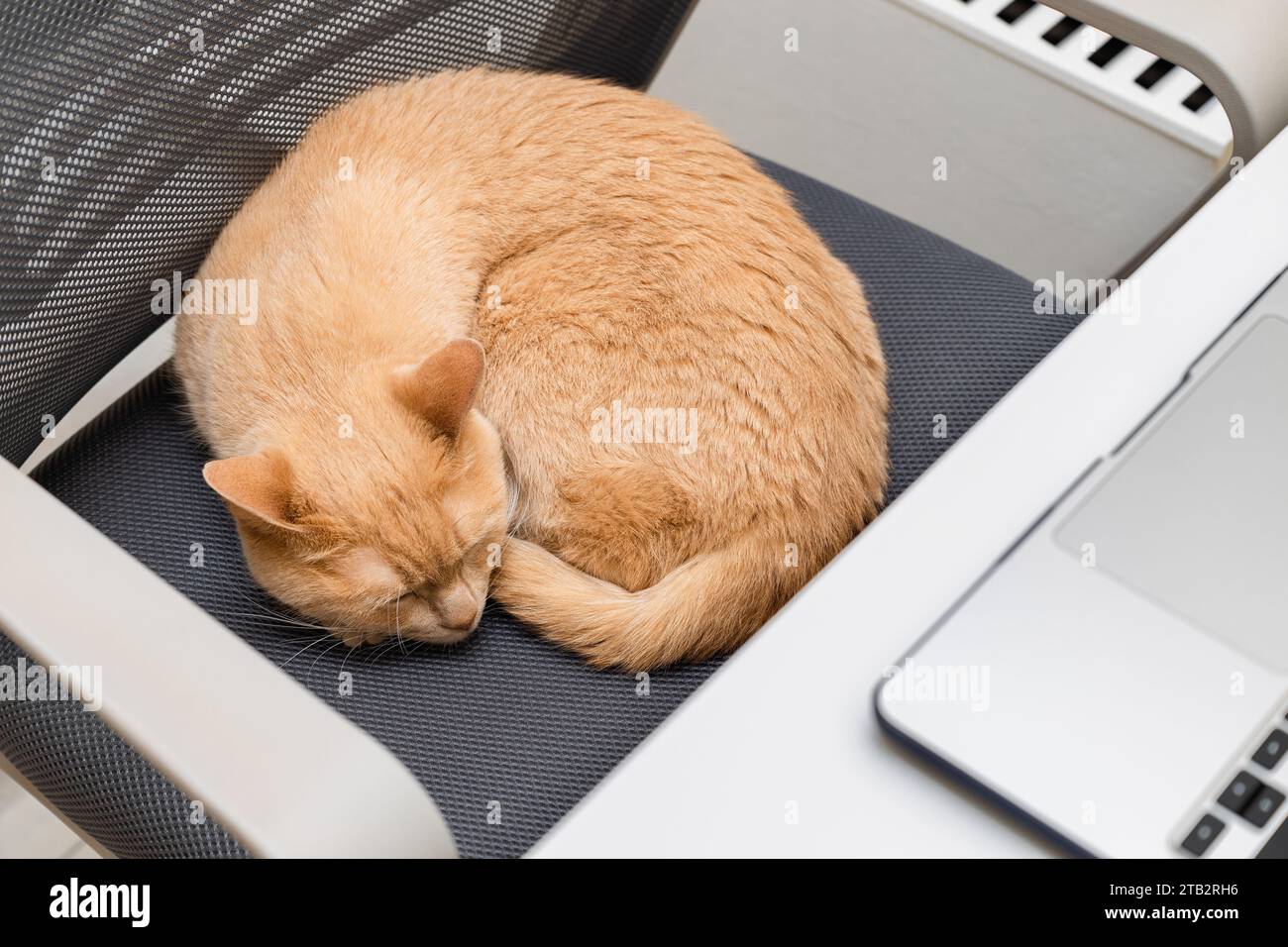 Hauskatze liegt auf einem Bürostuhl. Die Katze liegt auf einem Computerstuhl. Katze meditiert im Büro Stockfoto