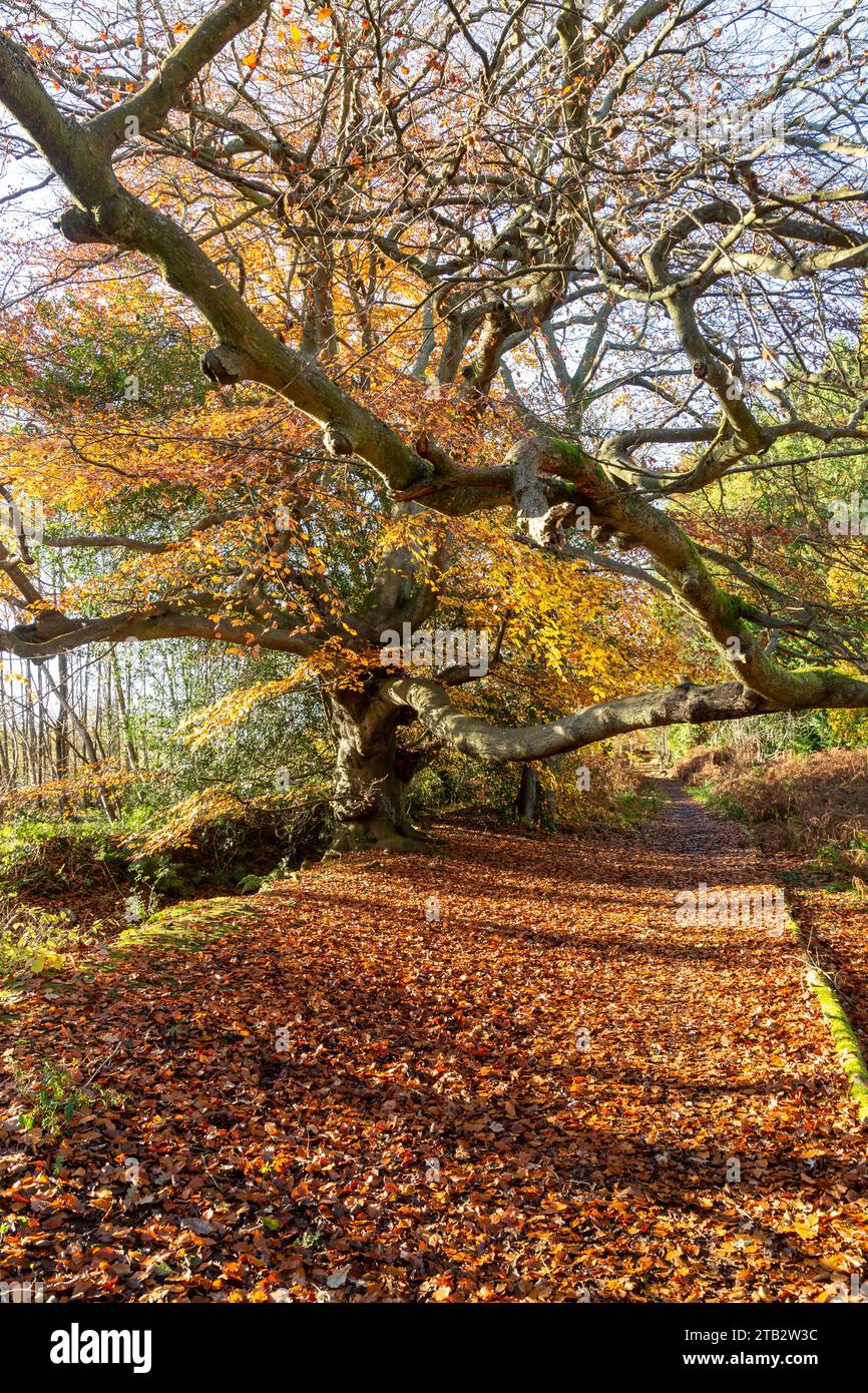 Herbstfarben im Balgownie Wood in der Nähe von Culross, Fife, Schottland Stockfoto